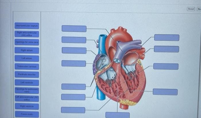 Art labeling activity the heart wall