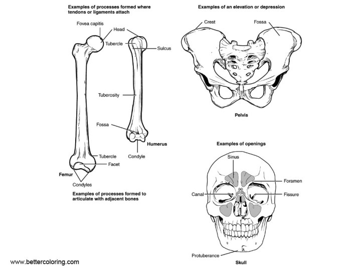 Anatomy of a bone coloring answers