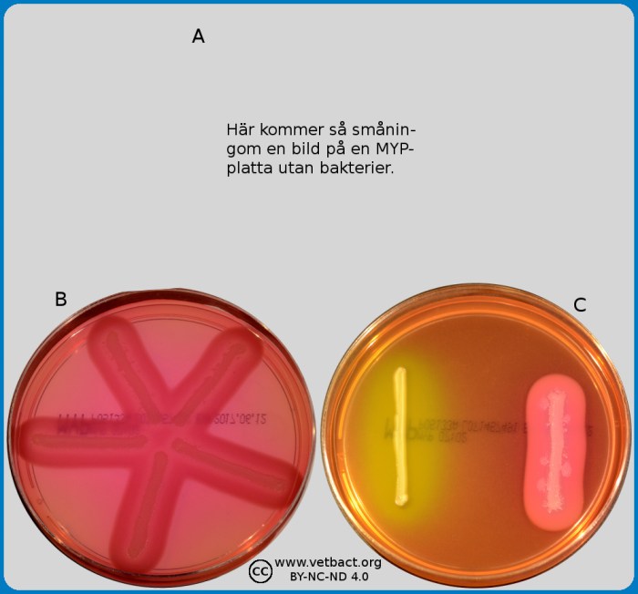 Mannitol salt agar aureus fingerprint colony sorry