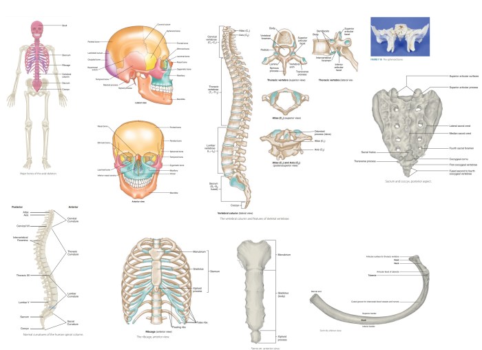 Axial skeleton quiz with pictures