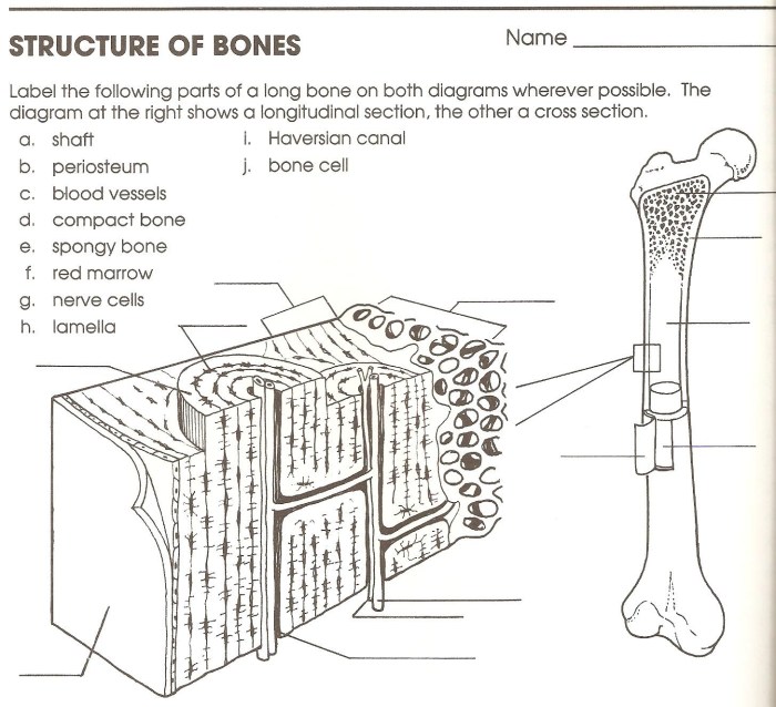 Anatomy of a bone coloring answers