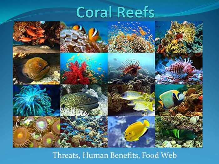 Coral reefs 1 abiotic factors gizmo