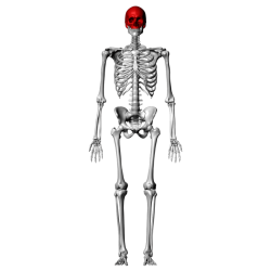 Axial skeleton appendicular bones diagram grouped categories shows which main into two parts