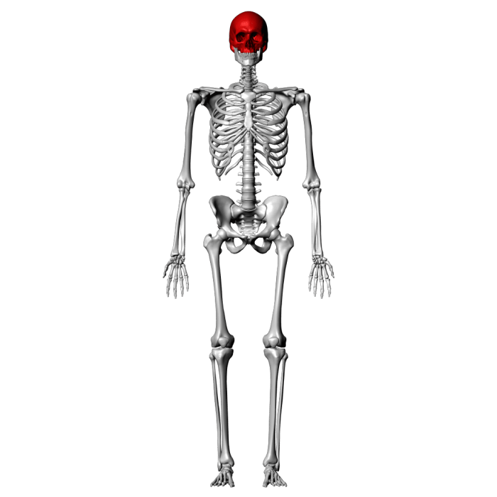 Axial skeleton appendicular bones diagram grouped categories shows which main into two parts