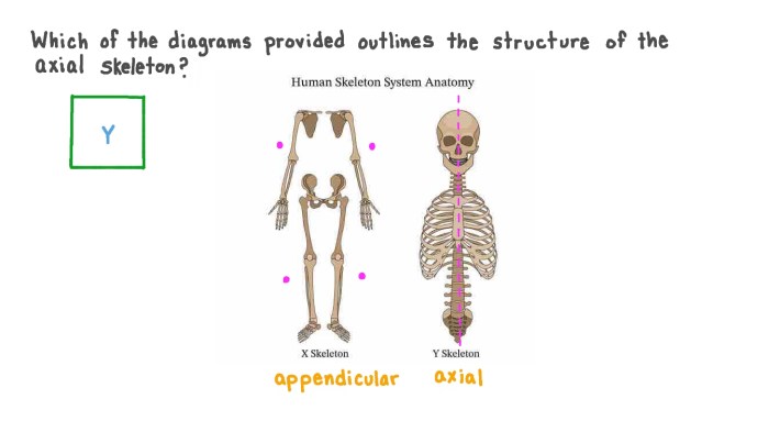 Axial skeleton quiz with pictures