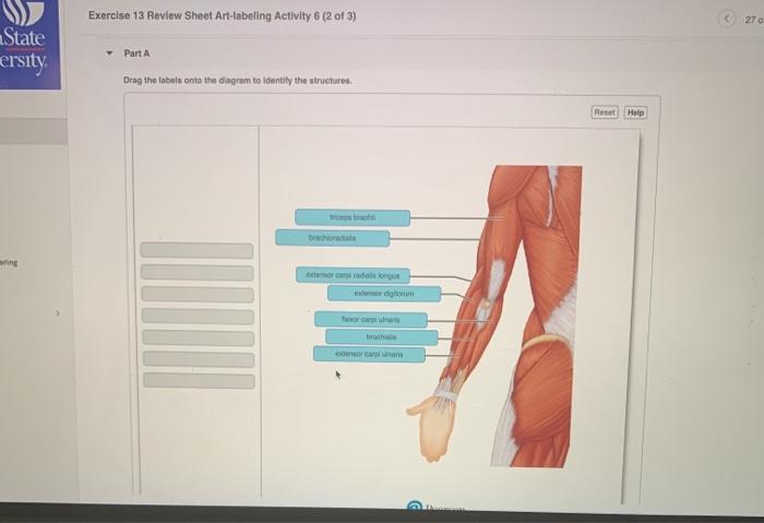 Exercise 6 review sheet art-labeling activity 6