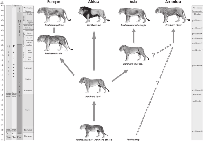 Lion phylogeny finding connections answer key