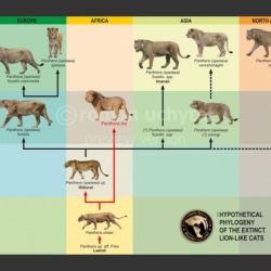 Lion phylogeny finding connections answer key