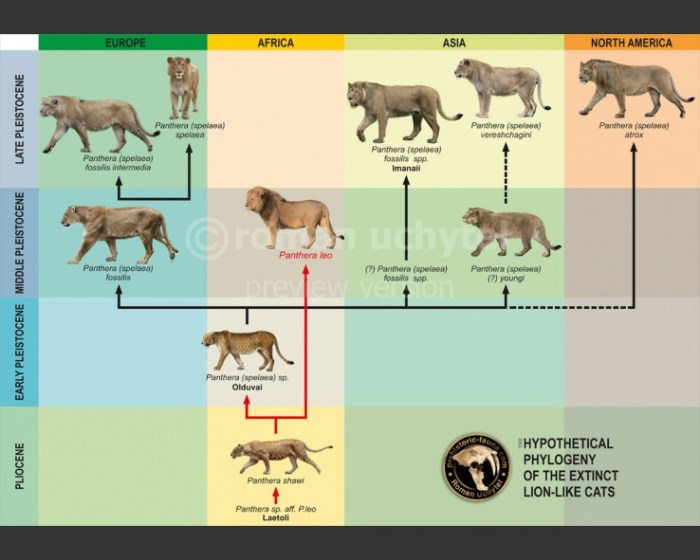 Lion phylogeny finding connections answer key