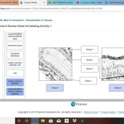 Onto drag tissues labeling classification bone transcribed