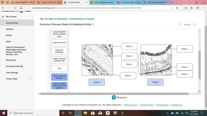 Onto drag tissues labeling classification bone transcribed