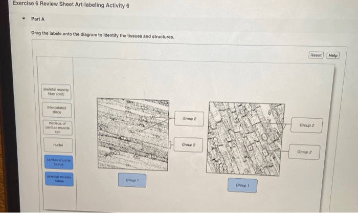 Exercise 6 review sheet art-labeling activity 6