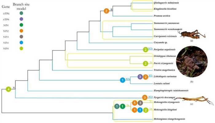 Lion phylogeny finding connections answer key